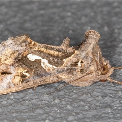 Chrysodeixis argentifera (Tobacco Looper) at Symonston, ACT - 1 Oct 2025 by rawshorty