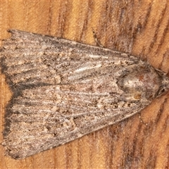 Hypoperigea tonsa (A Noctuid moth (Acronictinae) at Symonston, ACT - 1 Oct 2025 by rawshorty