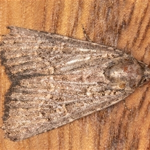 Hypoperigea tonsa (A Noctuid moth (Acronictinae) at Symonston, ACT - 1 Oct 2025 by rawshorty