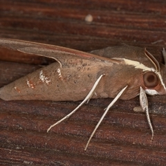 Hippotion scrofa at Symonston, ACT - 1 Oct 2025 07:46 AM