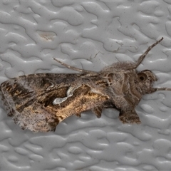 Chrysodeixis argentifera at Symonston, ACT - 1 Oct 2025 by rawshorty