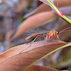 Netelia sp. (genus) (An Ichneumon wasp) by chriselidie