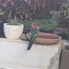 Alisterus scapularis (Australian King-Parrot) at Franklin, ACT - 2 Oct 2025 by chriselidie