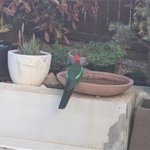 Alisterus scapularis (Australian King-Parrot) at Franklin, ACT - 2 Oct 2025 by chriselidie