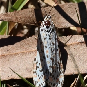 Utetheisa pulchelloides (Heliotrope Moth) at Moruya, NSW - 1 Oct 2025 by LisaH