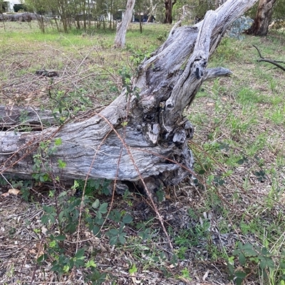 Unverified Climber or Mistletoe at Nicholls, ACT - 1 Oct 2025 by Rosie