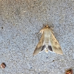 Helicoverpa punctigera (Native Budworm) at Isaacs, ACT - 2 Oct 2025 by Mike