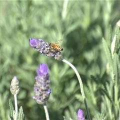 Apis mellifera (European honey bee) at Lanitza, NSW - 25 Sep 2025 by Carolina