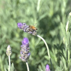 Apis mellifera (European honey bee) at Lanitza, NSW - 25 Sep 2025 by Carolina