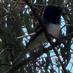 Myiagra rubecula (Leaden Flycatcher) at Watson, ACT - 2 Oct 2025 by Louisab