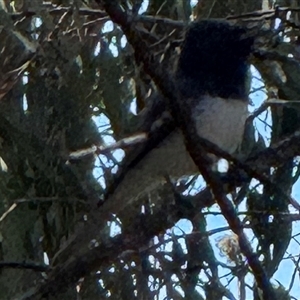 Myiagra rubecula (Leaden Flycatcher) at Watson, ACT - 2 Oct 2025 by Louisab