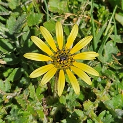 Arctotheca calendula (Capeweed, Cape Dandelion) at Braidwood, NSW - 2 Oct 2025 by MatthewFrawley