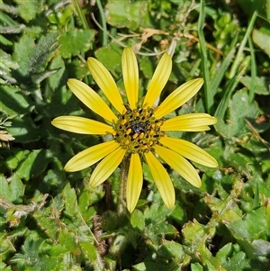 Arctotheca calendula (Capeweed, Cape Dandelion) at Braidwood, NSW - 2 Oct 2025 by MatthewFrawley