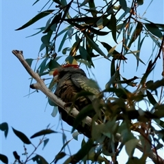 Callocephalon fimbriatum (Gang-gang Cockatoo) at Moruya, NSW - 30 Sep 2025 by LisaH
