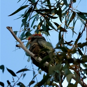 Callocephalon fimbriatum (Gang-gang Cockatoo) at Moruya, NSW - 30 Sep 2025 by LisaH