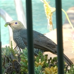 Ptilonorhynchus violaceus (Satin Bowerbird) at Lanitza, NSW - 30 Sep 2025 by Carolina