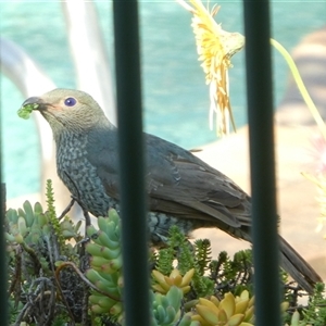Ptilonorhynchus violaceus (Satin Bowerbird) at Lanitza, NSW - 30 Sep 2025 by Carolina