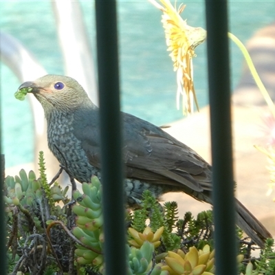 Ptilonorhynchus violaceus (Satin Bowerbird) at Lanitza, NSW - 30 Sep 2025 by Carolina