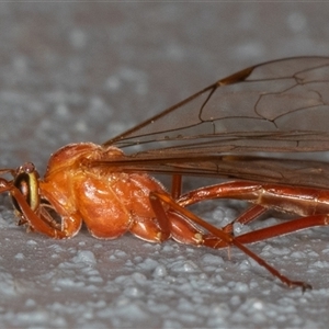 Netelia sp. (genus) (An Ichneumon wasp) at Symonston, ACT - 2 Oct 2025 by rawshorty