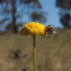 Craspedia variabilis (Common Billy Buttons) at Pialligo, ACT - 26 Oct 2024 by MichaelBedingfield