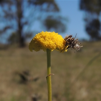 Craspedia variabilis (Common Billy Buttons) at Pialligo, ACT - 26 Oct 2024 by MichaelBedingfield