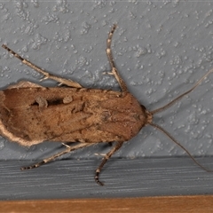 Agrotis infusa (Bogong Moth, Common Cutworm) at Symonston, ACT - 2 Oct 2025 by rawshorty