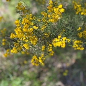 Unverified Other Shrub at Broke, NSW - 24 Sep 2025 by RoyP