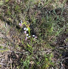 Unverified Orchid at Broke, NSW - 2 Oct 2025 by RoyP