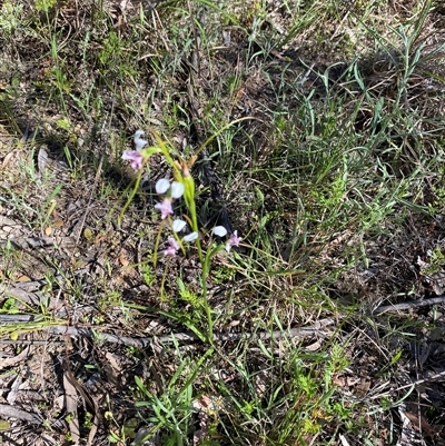Unverified Orchid at Broke, NSW - 2 Oct 2025 by RoyP