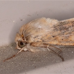 Helicoverpa (genus) (A bollworm) at Symonston, ACT - 2 Oct 2025 by rawshorty