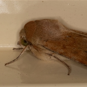 Helicoverpa (genus) (A bollworm) at Symonston, ACT - 2 Oct 2025 by rawshorty