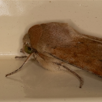 Helicoverpa (genus) (A bollworm) at Symonston, ACT - 2 Oct 2025 by rawshorty