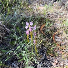Unverified Orchid at Broke, NSW - 2 Oct 2025 by RoyP