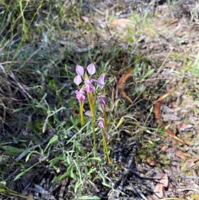 Unverified Orchid at Broke, NSW - 2 Oct 2025 by RoyP