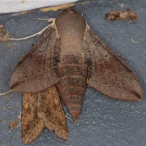 Hippotion scrofa (Coprosma Hawk Moth) at Symonston, ACT - 2 Oct 2025 by rawshorty