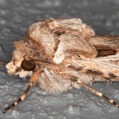 Agrotis munda (Brown Cutworm) at Symonston, ACT - 2 Oct 2025 by rawshorty