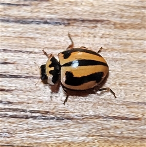 Micraspis frenata (Striped Ladybird) at Braidwood, NSW - 2 Oct 2025 by MatthewFrawley