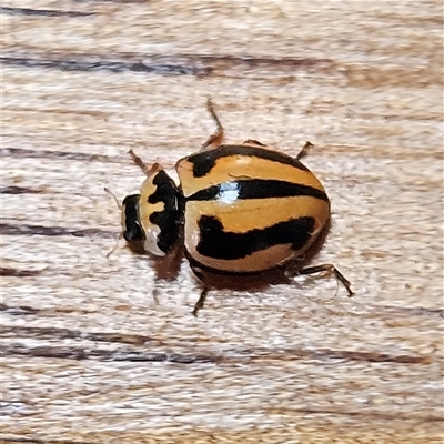 Micraspis frenata (Striped Ladybird) at Braidwood, NSW - 2 Oct 2025 by MatthewFrawley