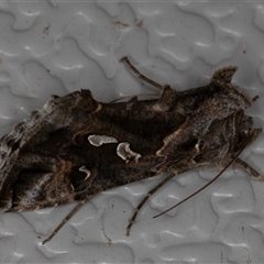 Chrysodeixis argentifera (Tobacco Looper) at Symonston, ACT - 2 Oct 2025 by rawshorty