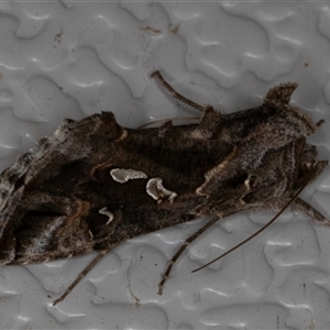 Chrysodeixis argentifera (Tobacco Looper) at Symonston, ACT - 2 Oct 2025 by rawshorty