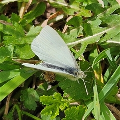 Pieris rapae (Cabbage White) at Braidwood, NSW - 2 Oct 2025 by MatthewFrawley