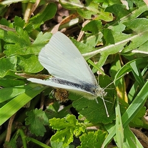 Pieris rapae (Cabbage White) at Braidwood, NSW - 2 Oct 2025 by MatthewFrawley