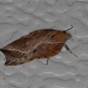 Arachnographa micrastrella (A Concealer moth (Wingia group)) at Symonston, ACT - 2 Oct 2025 by rawshorty