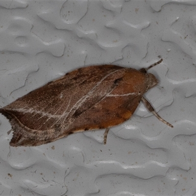 Arachnographa micrastrella (A Concealer moth (Wingia group)) at Symonston, ACT - 2 Oct 2025 by rawshorty