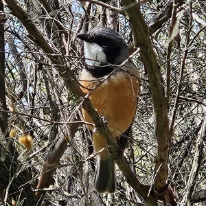 Pachycephala rufiventris (Rufous Whistler) at Braidwood, NSW - 2 Oct 2025 by MatthewFrawley