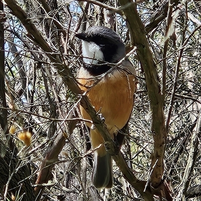 Pachycephala rufiventris (Rufous Whistler) at Braidwood, NSW - 2 Oct 2025 by MatthewFrawley