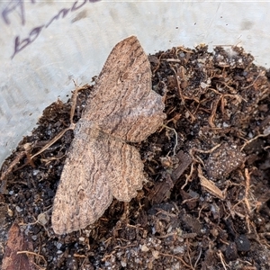 Ectropis excursaria (Common Bark Moth) at Franklin, ACT - 2 Oct 2025 by chriselidie