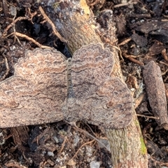 Ectropis excursaria at Franklin, ACT - suppressed