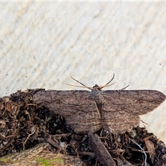 Ectropis excursaria at Franklin, ACT - suppressed
