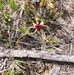 Caladenia atrovespa (Green-comb Spider Orchid) at Karabar, NSW - 2 Oct 2025 by Youspy